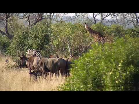 Djuma: Wildebeest, Zebras and Giraffe - 07:37 - 08/24/20