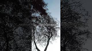 Download lagu susana mejelang sore #shorts #katakata mp3