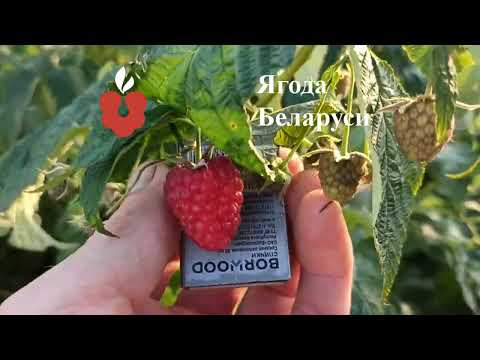 фото саженцы ремонтантной малины - сорт энросадира 0