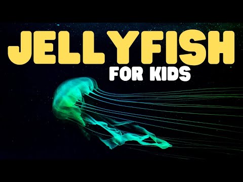 Jellyfish for Kids | Learn about the graceful invertebrates!