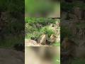 Greedy Lion Vs Cape Buffalo Ultimate Wild Animals Showdown Shorts Lion Wildlife