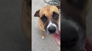 Video preview image #1 Bullboxer Pit Puppy For Sale in phoenix, AZ, USA