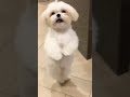 cute puppy dance