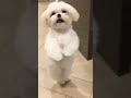 cute puppy dance - fun zone vlogs cute puppy dance