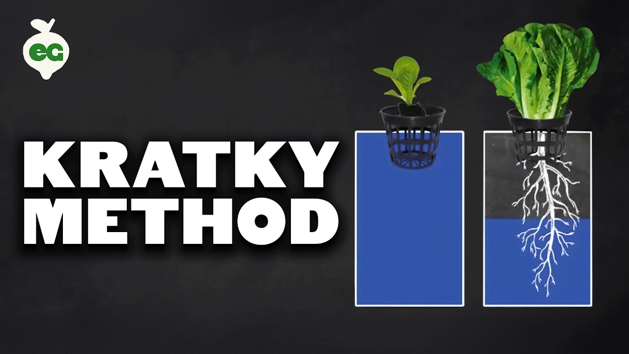 How to Set Up The Kratky Hydroponics Method