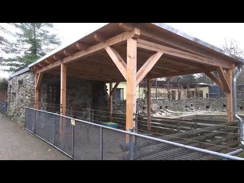 Fast alle Pinguine im Zoo verstorben - LAUSITZWELLE