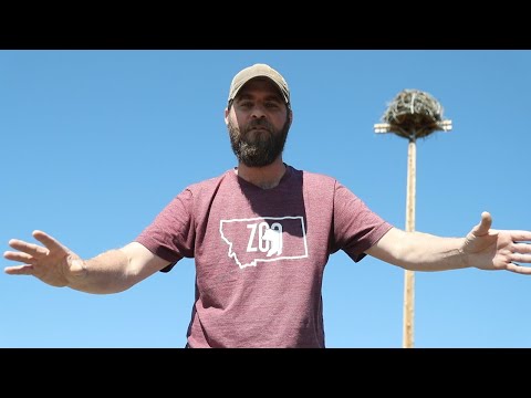 An amazing osprey nest