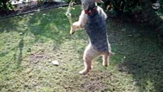 preview picture of video 'Welsh Terrier Mellie'