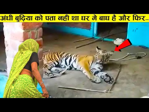 जंगली जानवर ओर इंसानों के बीच घटी रोंगटे खड़े करदेने वाली घटनाए ।। Wild animal encounters (Part-17)