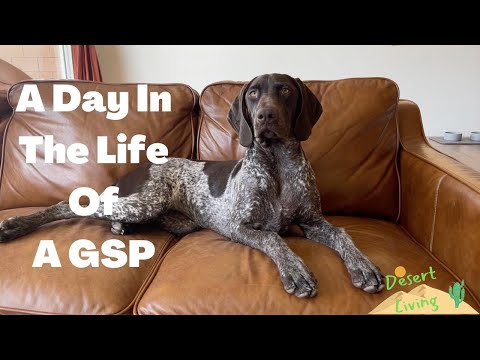 A Day In The Life Of A GSP Puppy | 8 Month German Shorthaired Pointer | Desert Living | Dog Vlog