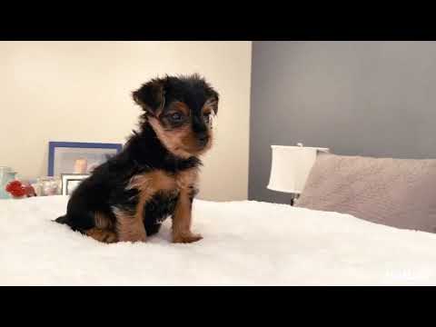 Rocky is a very intelligent, small, laid back Yorkshire Terrier. Rocky has a beautiful, super soft