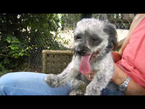 John Cisneros, an adopted Poodle Mix in Houston, TX_image-1