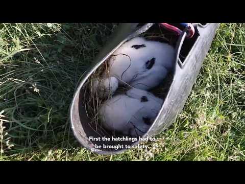Special stork rescue operation