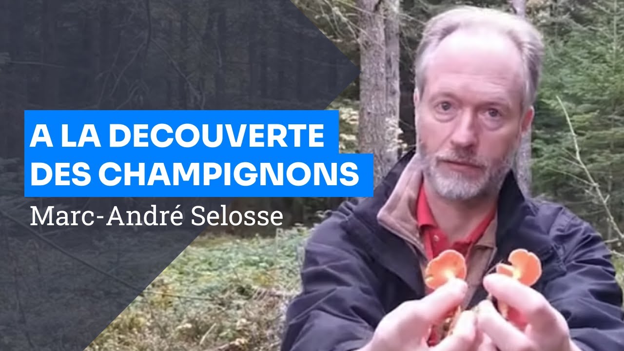 A la découverte des champignons en forêt, Marc-André Selosse