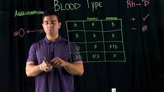 Rh Blood Type