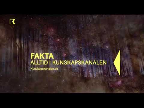 Kunskapskanalen | Continuity (28/03/25)