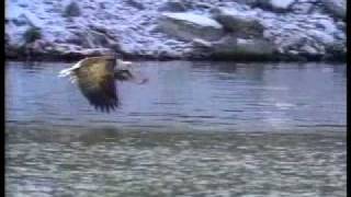 BALD EAGLE  -  GOLDEN EAGLE  - Connecticut Bird Of Prey