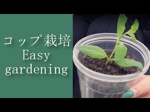 窓辺のハーブ:家の中でも育つこの5種類 トピックス