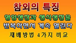 [텃밭농부. 1,174]  계속 열리는 참외의 특징. 참외재배 4가지 비교 #참외재배