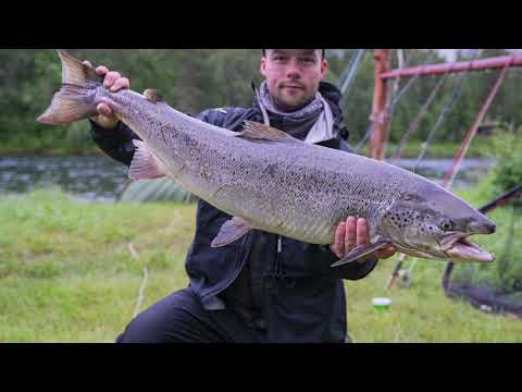 Salmon fishing in northern norway 2021