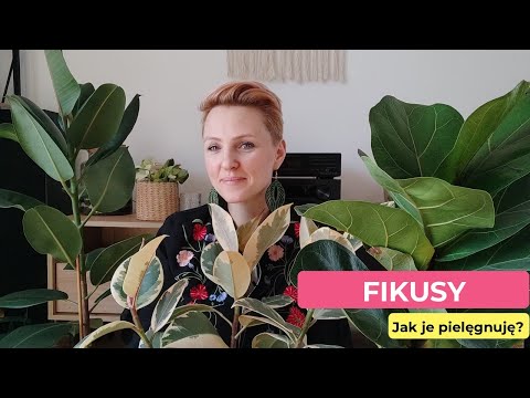 Moje Fikusy | Jak o nie dbam? | Fikus Lyrata | Fikus Tineke | Fikus Sprężysty || PIPILOTKA