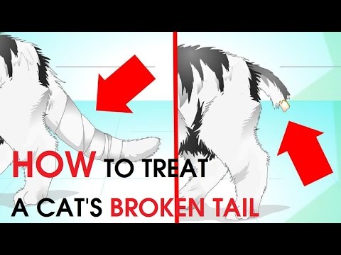 How to Treat a Cat's Broken Tail