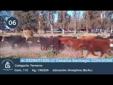 Lote Machos - Ameghino Bs As