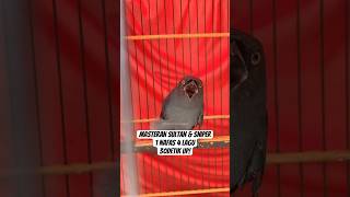 Download lagu Srigunting abu abu nembak 30detik greja masteran murai sultan & sniper #muraisultan mp3 Download lagu Srigunting abu abu nembak 30detik greja masteran murai sultan & sniper #muraisultan mp3