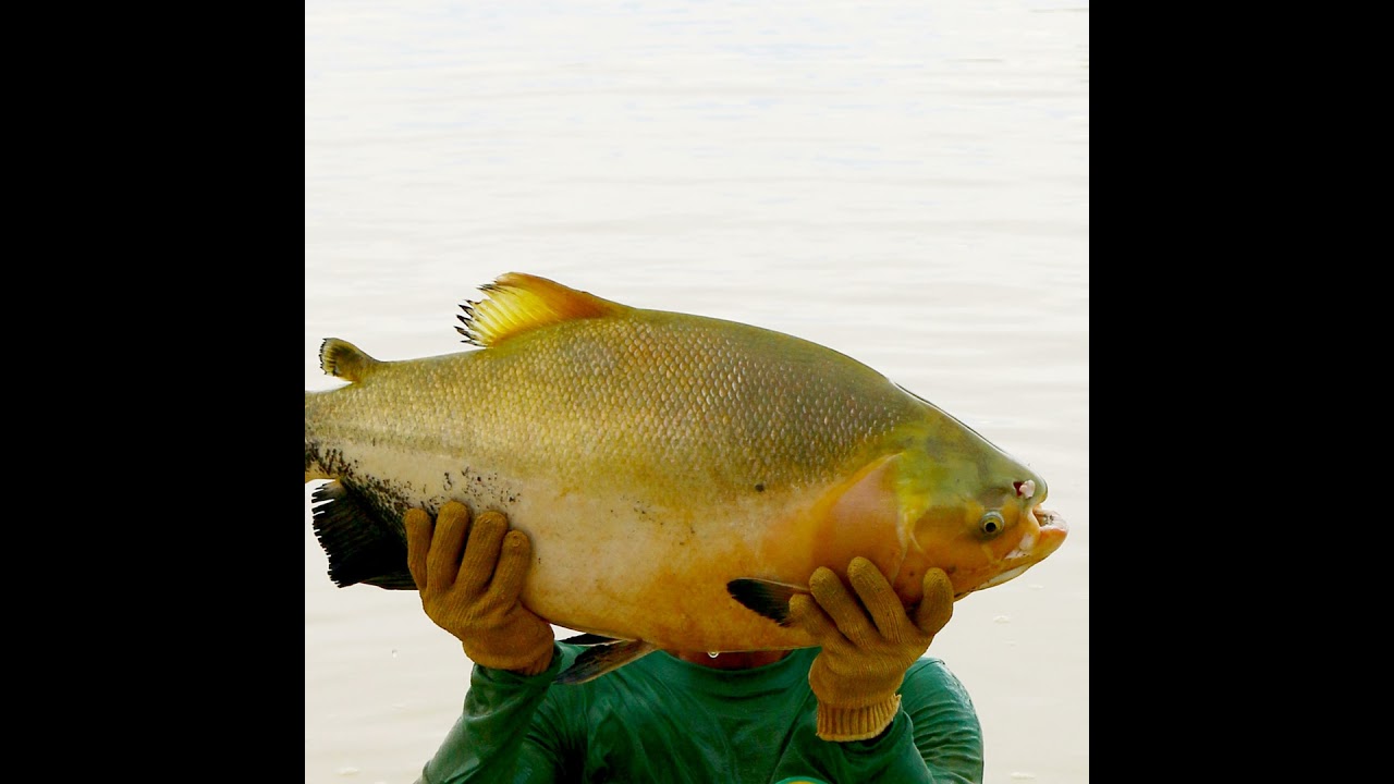 Podcast Prosa Rural - Peixe bom é aquele que tem boa sanidade