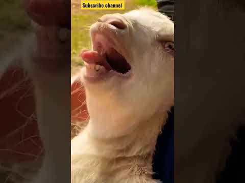 смешное видео с козлом 😂😂  goat #shorts #short #shortsvideo #goat