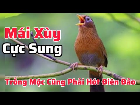 Họa Mi Mái Xùy Cực Sung Kích Trống Mộc Cũng Phải Hót Điên Đảo #longhoamichien 