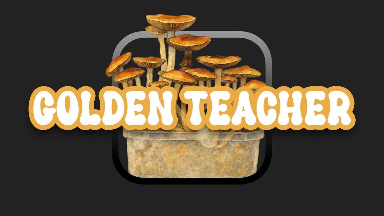 Golden Teacher: The Most Popular Psilocybe Cubensis Strain Explained — click to play