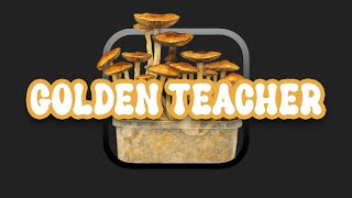 Golden Teacher: The Most Popular Psilocybe Cubensis Strain Explained