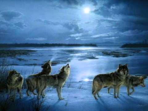 Winter Night ( wolf m-shift music )