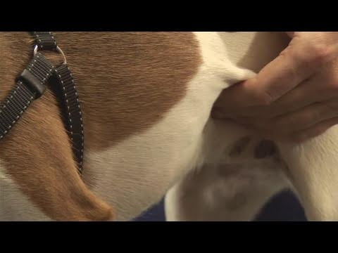 How To Become A Dog Breeder - YouTube