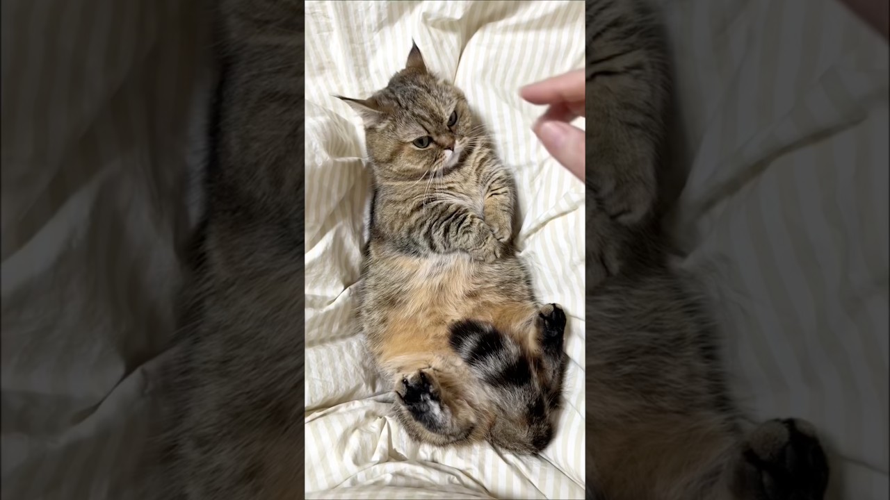 난 니 손가락이 마음에 안 들어☝️😡🦷 #졸귀탱 #고양이쇼츠