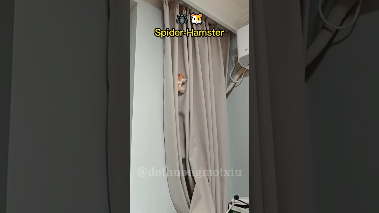 Spider Hamster Is REAL?! 🕷️🐹 #hamster #spiderman #funnyshorts