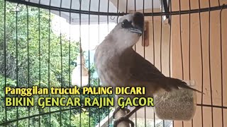 Download lagu Trucuk BETINA memanggil Jantan Suara Birahi Ngecuplik 100% pancingan trucukan gacor agar BUNYI EMOSI mp3 Download lagu Trucuk BETINA memanggil Jantan Suara Birahi Ngecuplik 100% pancingan trucukan gacor agar BUNYI EMOSI mp3