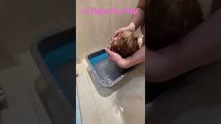 A video shared by a happy puppy client. She adores her Cutie Poo Pup Www.cutiepoopups.com