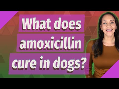 What does amoxicillin cure in dogs?