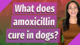 What does amoxicillin cure in dogs?