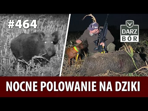 Darz Bór odc. 464 Nocne polowanie na dziki.