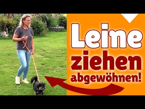 ►► Leine ziehen ✔ Kleinen Hunden das Leine Ziehen abgewöhnen ✔✔