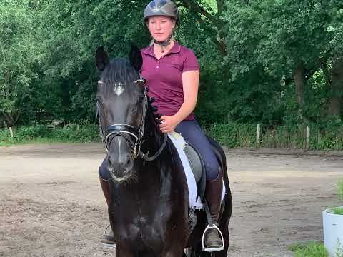 BIJOU 3j. v. Don Royal - Wolkenstern VB 18.000,- Euro