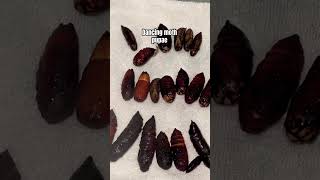 Download lagu Spraying moth pupae #moths #hawkmoth mp3 Download lagu Spraying moth pupae #moths #hawkmoth mp3