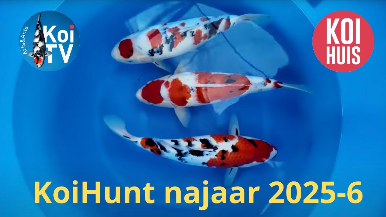 KoiHunt najaar 2025 deel 6