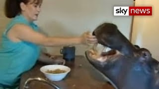 Hippo That Lives In A House Video