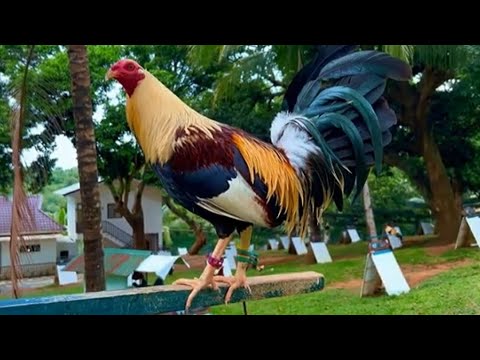 5 Best Bloodlines Aggresive and Strong Rooster @mel-tv
