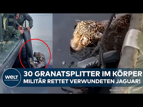 SPEKTAKULÄRE RETTUNG: Brasilianisches Militär rettet verwundeten Jaguar aus dem Rio Negro!