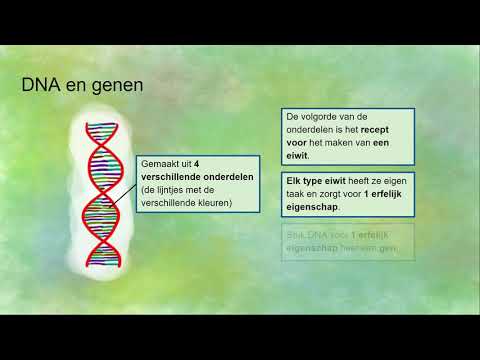 DNA, gen, allel en chromosomen